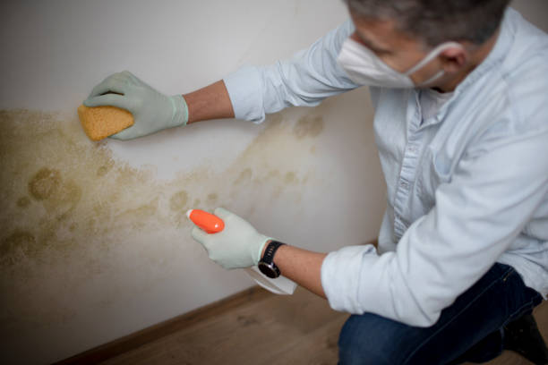 Office Mold Removal Services in White Center, WA