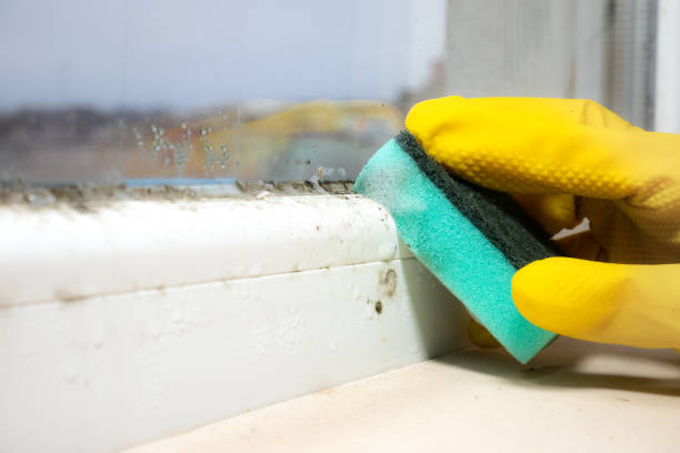 Best Local Mold Removal Service  in White Center, WA