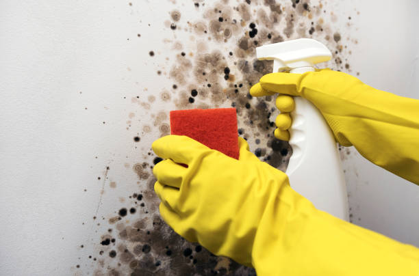 Best Mold Damage Repair  in White Center, WA