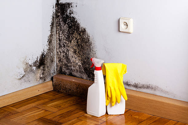 Best Mold Testing  in White Center, WA